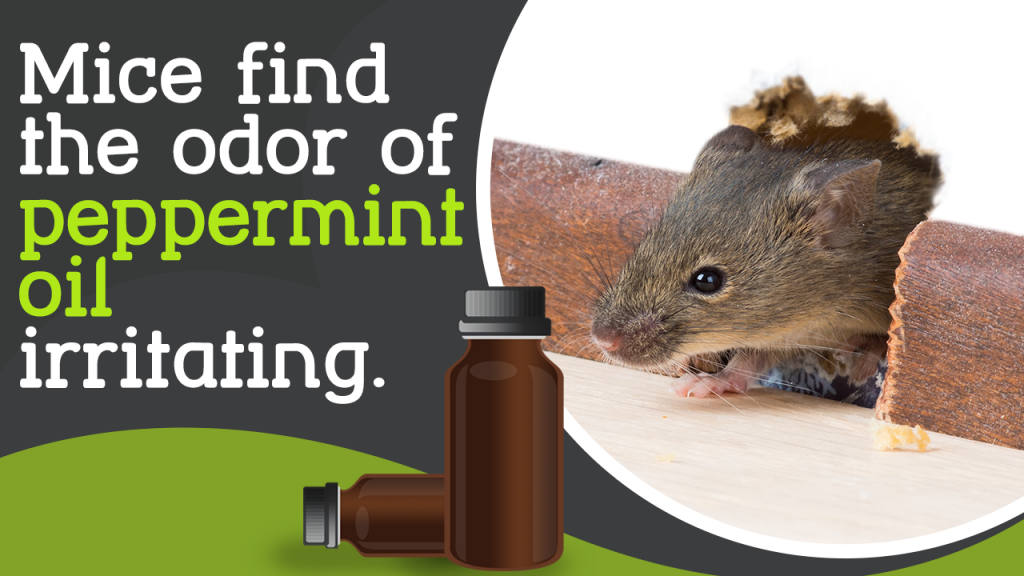 Getting Rid Of Rats With Peppermint Oil Quick Tips