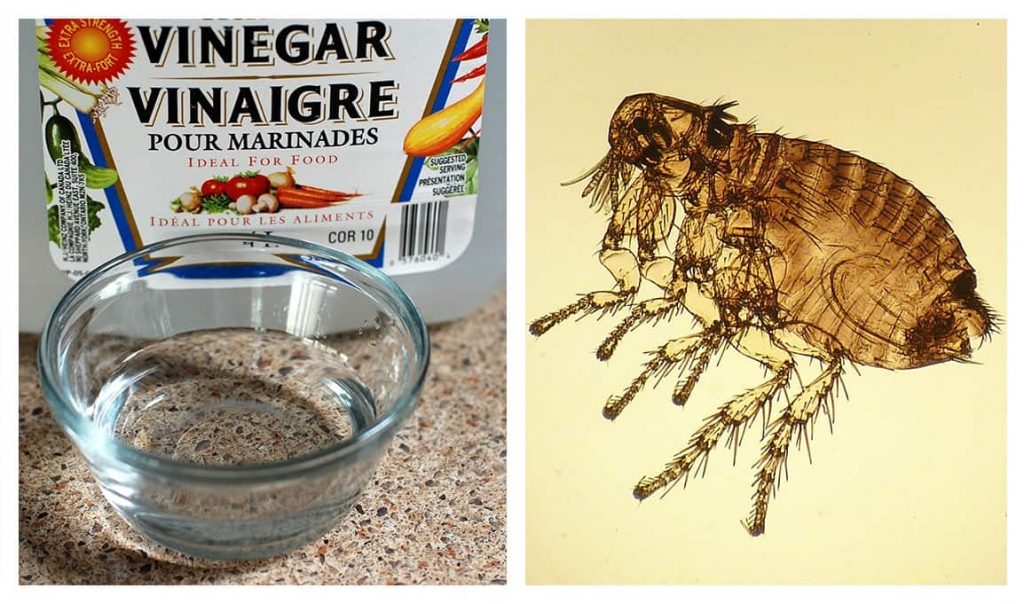 Does Vinegar Kill Fleas How to Get Rid of Fleas Naturally