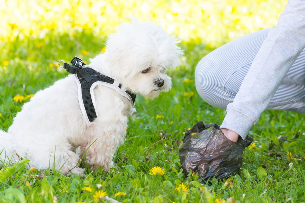How to Keep a Dog From Pooping in Your Yard